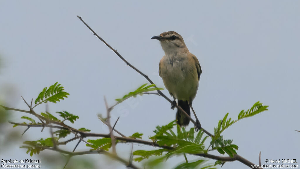 Agrobate du Kalahari