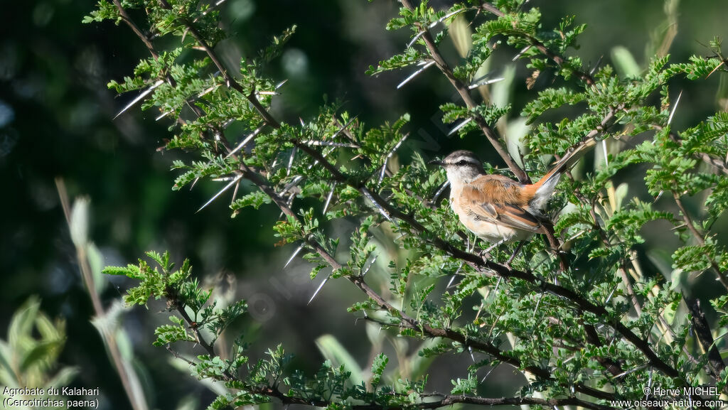 Agrobate du Kalahari