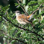 Agrobate du Kalahari