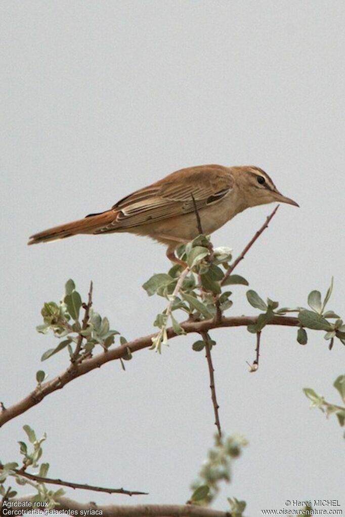 Rufous-tailed Scrub Robin male adult breeding