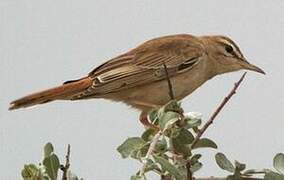 Rufous-tailed Scrub Robin