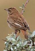 Rufous-tailed Scrub Robin