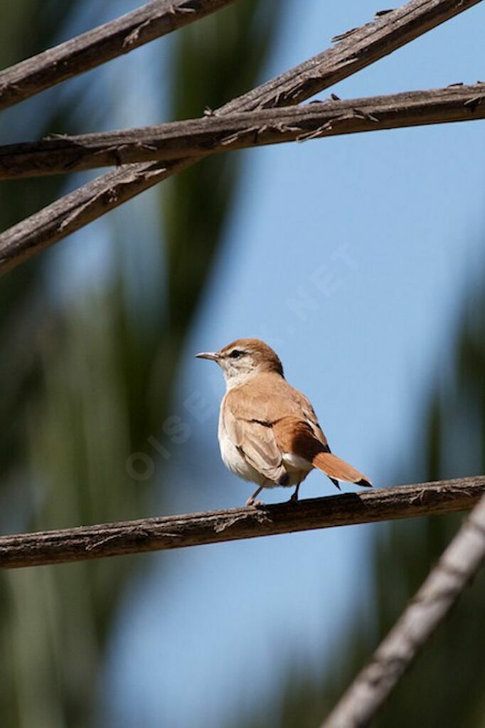 Rufous-tailed Scrub Robin male adult breeding