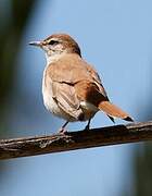 Rufous-tailed Scrub Robin