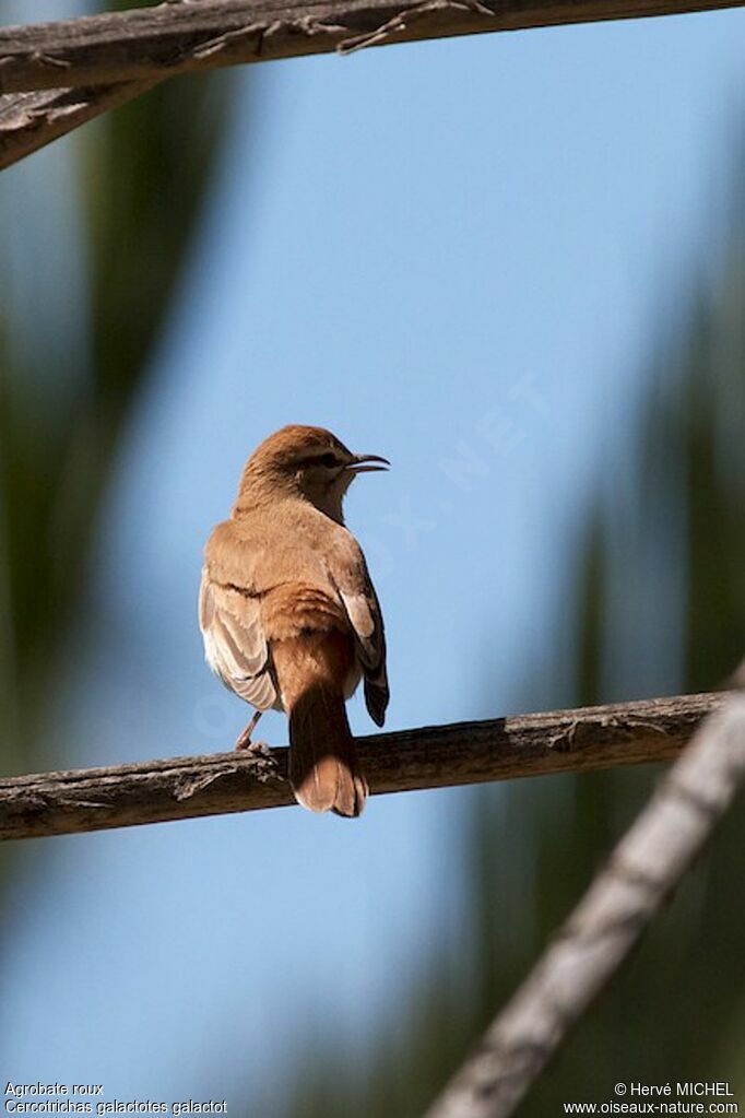 Rufous-tailed Scrub Robin male adult breeding