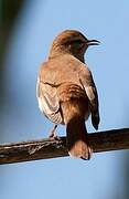 Rufous-tailed Scrub Robin