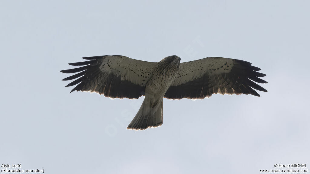 Booted Eagle