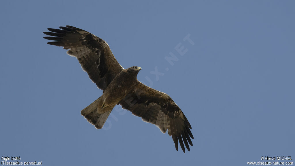 Booted Eagle