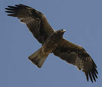 Booted Eagle