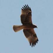 Booted Eagle