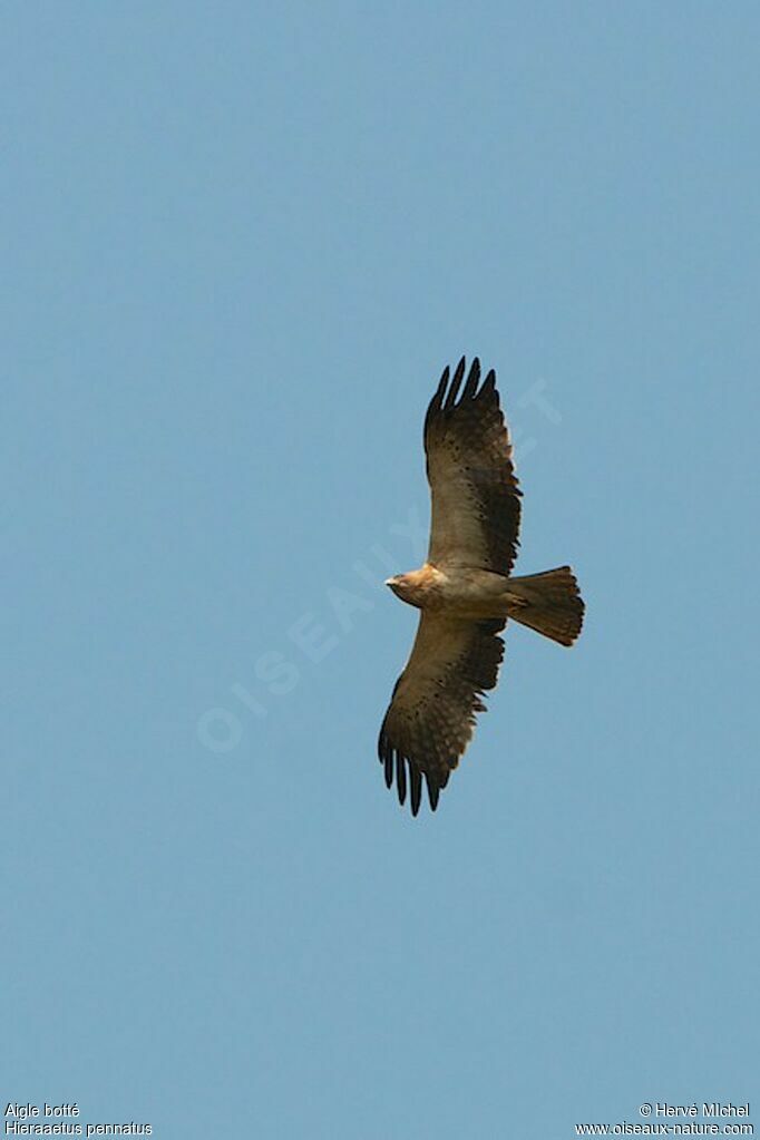 Booted Eagle