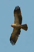 Booted Eagle