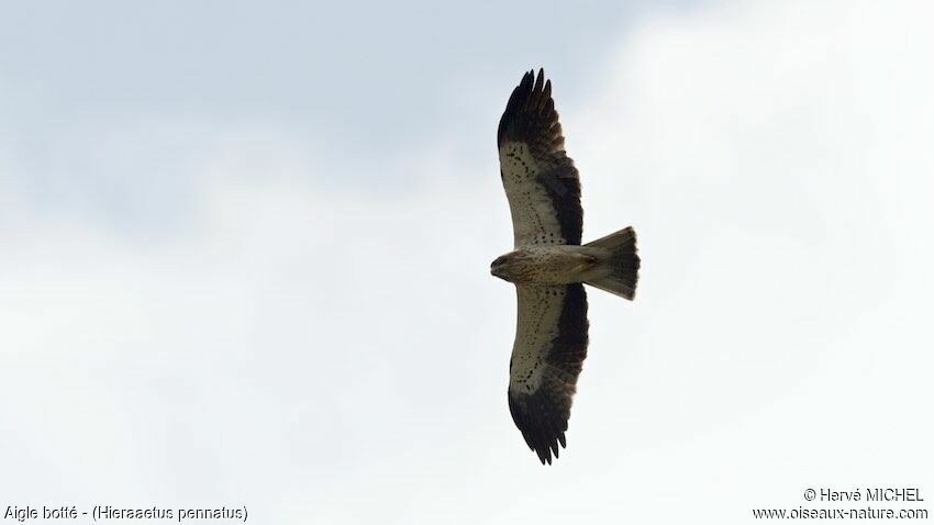 Booted Eagle