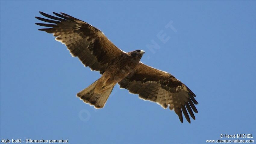 Booted Eagle