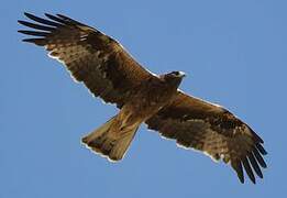 Booted Eagle