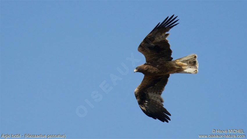 Booted Eagle