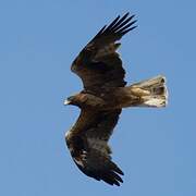 Booted Eagle