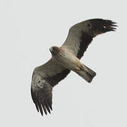 Booted Eagle