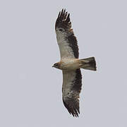 Booted Eagle