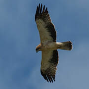 Booted Eagle