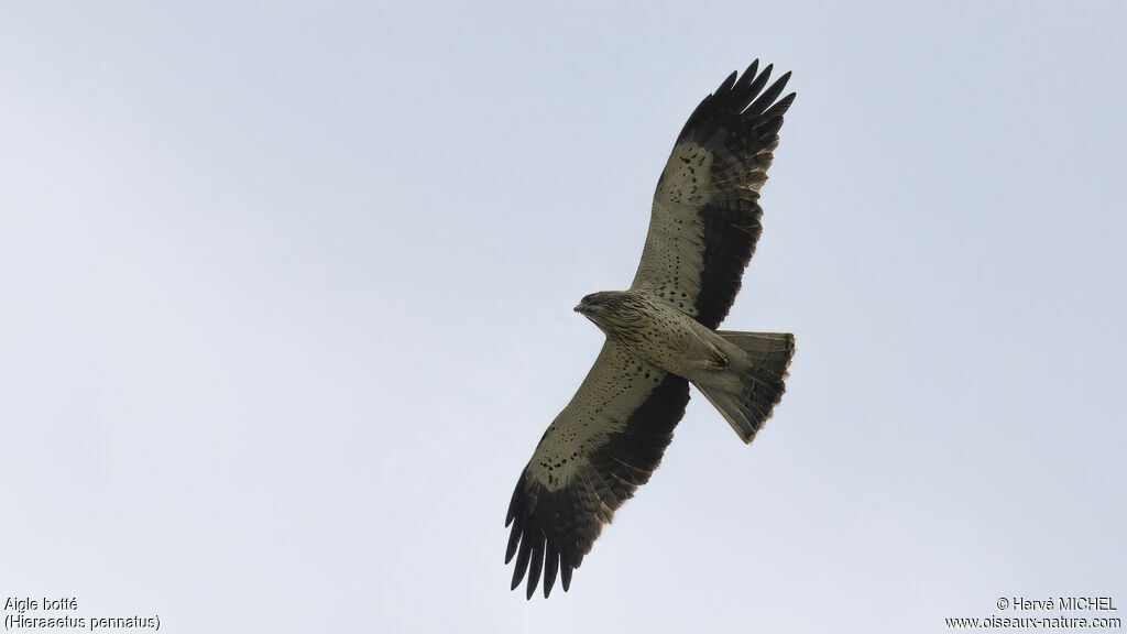 Aigle botté