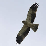 Booted Eagle