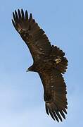 Greater Spotted Eagle