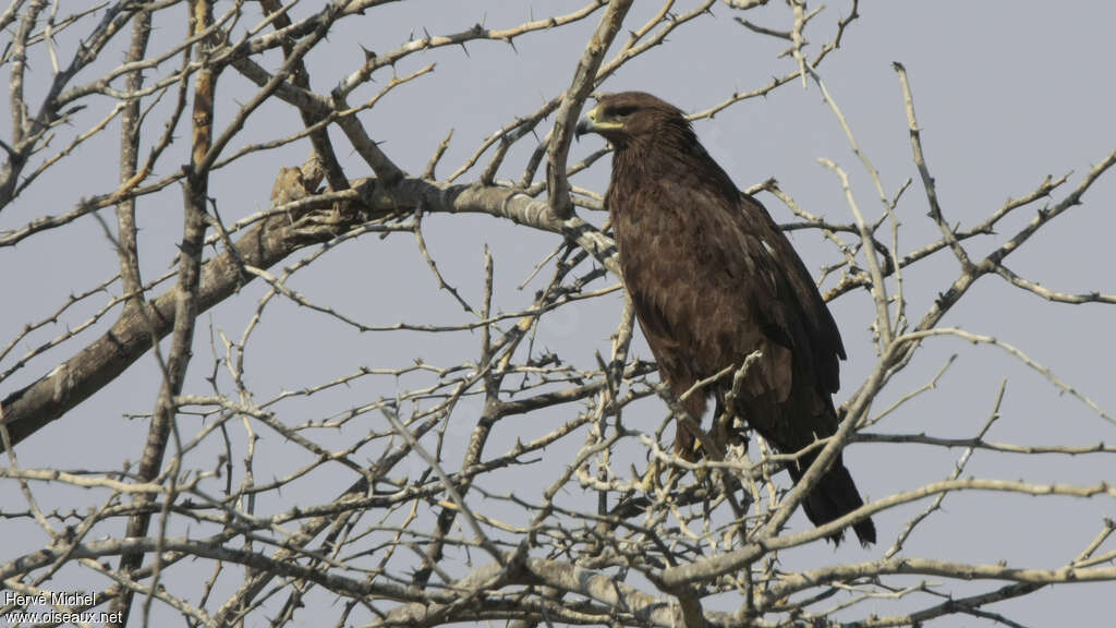 Aigle criardadulte, identification