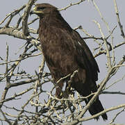 Greater Spotted Eagle