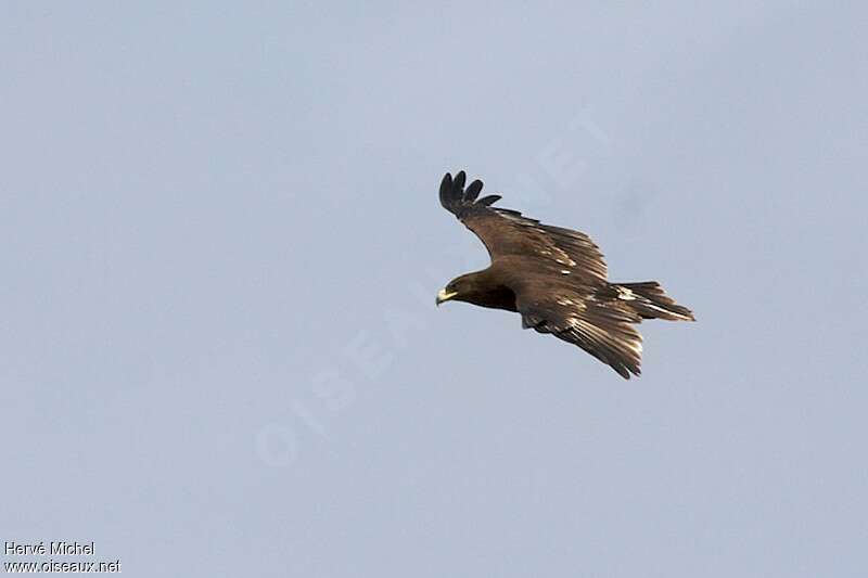 Aigle criardimmature, identification, Vol