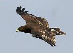 Greater Spotted Eagle