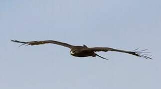 Greater Spotted Eagle