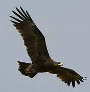 Greater Spotted Eagle