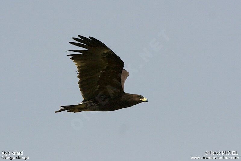 Greater Spotted Eaglesubadult, Flight