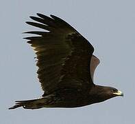 Greater Spotted Eagle