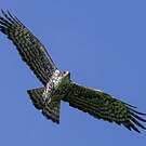 Aigle d'Ayres