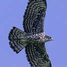 Aigle d'Ayres