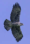 Ayres's Hawk-Eagle