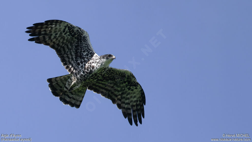 Aigle d'Ayres