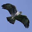 Aigle d'Ayres