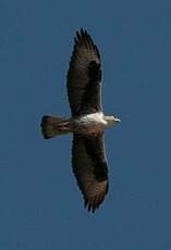 Aigle de Bonelli