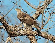 Aigle de Bonelli