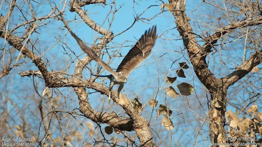 Aigle de Bonelli