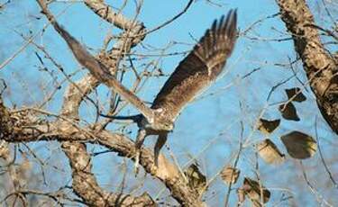 Aigle de Bonelli