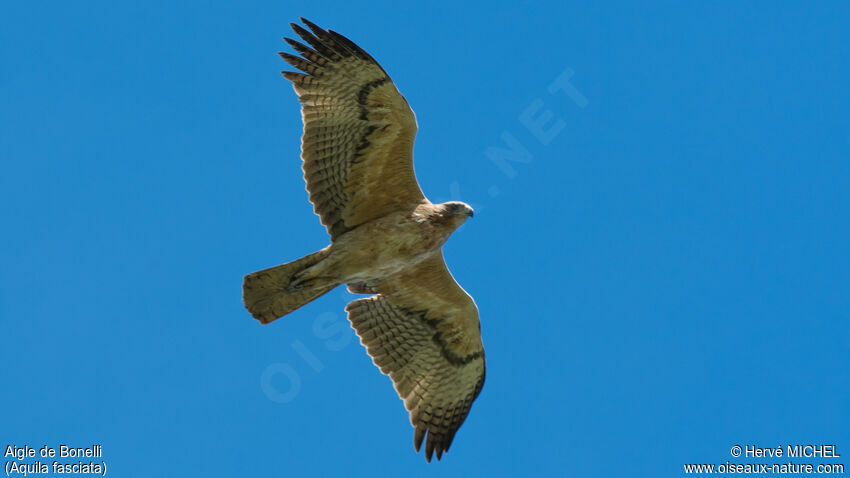 Aigle de Bonelli2ème année