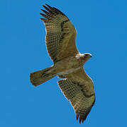 Aigle de Bonelli