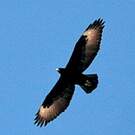 Aigle de Verreaux
