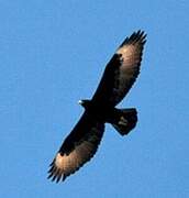 Verreaux's Eagle