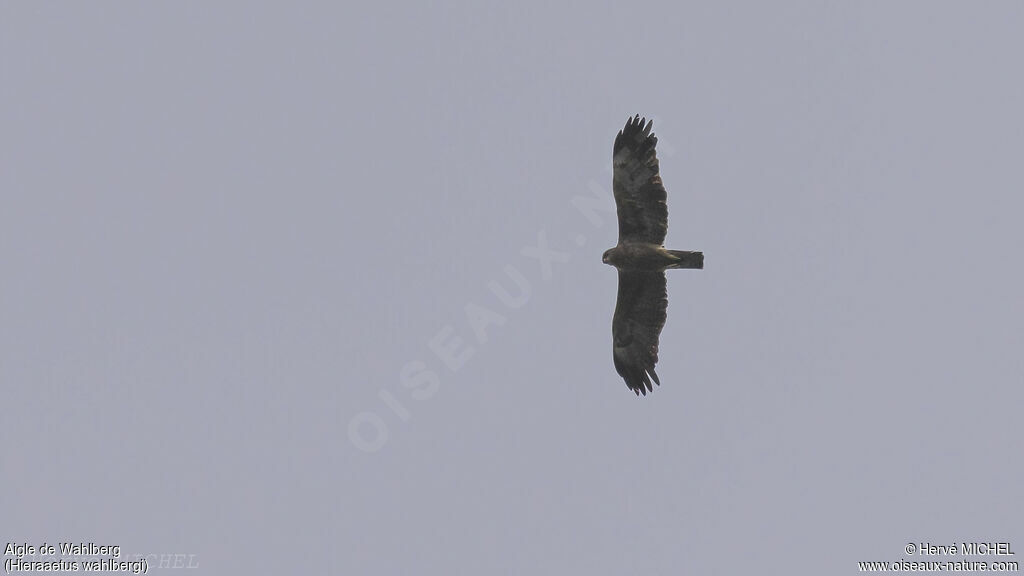 Aigle de Wahlberg