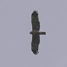 Aigle de Wahlberg